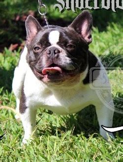 You can find them in acceptable akc color standards such as fawn, brindle, cream, and white, as well as in rare lilac, isabella, blue, chocolate, and sable coats. Exotic Rare Colors - Blue French Bulldog puppies