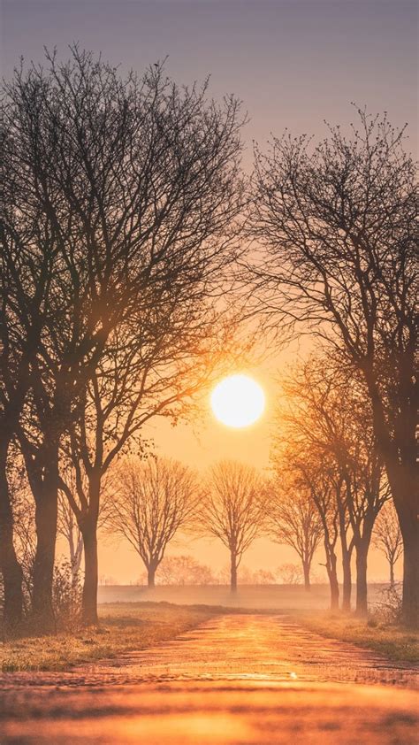 Sunrises And Sunsets Trees Sun Fog 4k Hd Wallpapers Hd Wallpapers