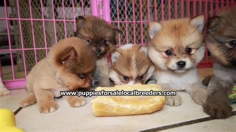Puppies For Sale Local Breeders Gorgeous Small Pomeranian Puppies For