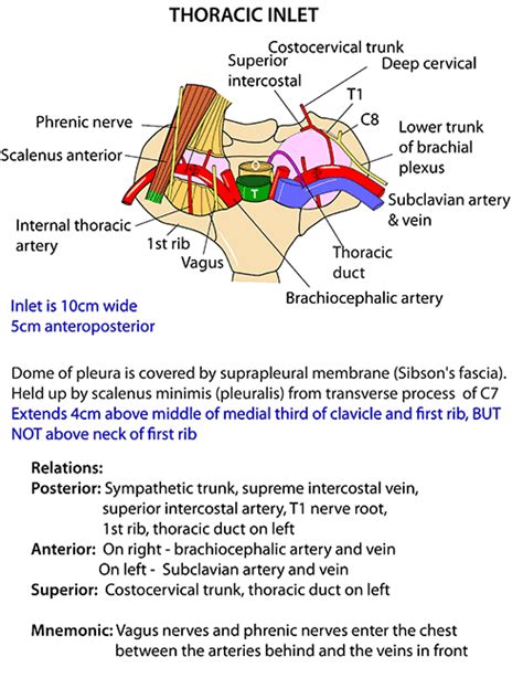 Instant Anatomy Head And Neck Areasorgans Root Of Neck