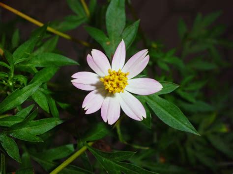Foto Foto Makro Bunga Kenikir yang Indah