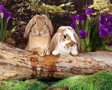 Imagini cu iepuri salbatici : Poze cu iepuri, wallpaper, galerie foto animale salbatice si animale domestice, pictures la ...