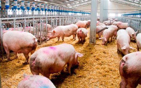 Una Nueva Explotación Porcina Se Instalará En La Provincia De Cuenca