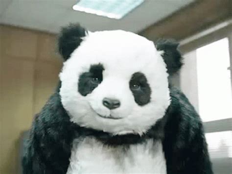 Panda GIF Panda Discover Share GIFs