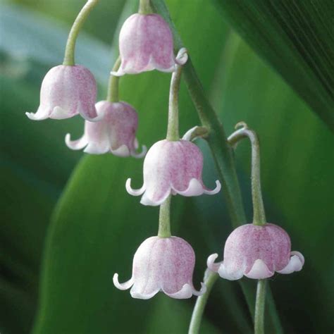 Lily Of The Valley Pink Thompson And Morgan