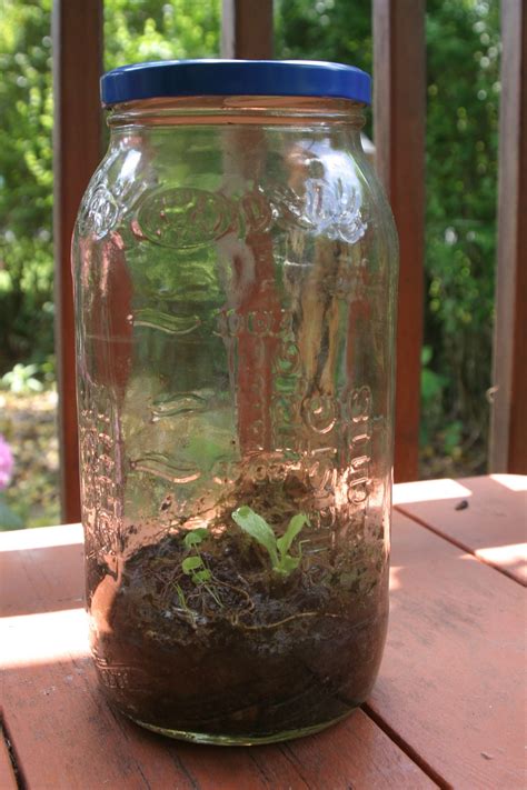 Ecosystem In A Jar Making Your Own Terrarium Jar Pickle Jars Make