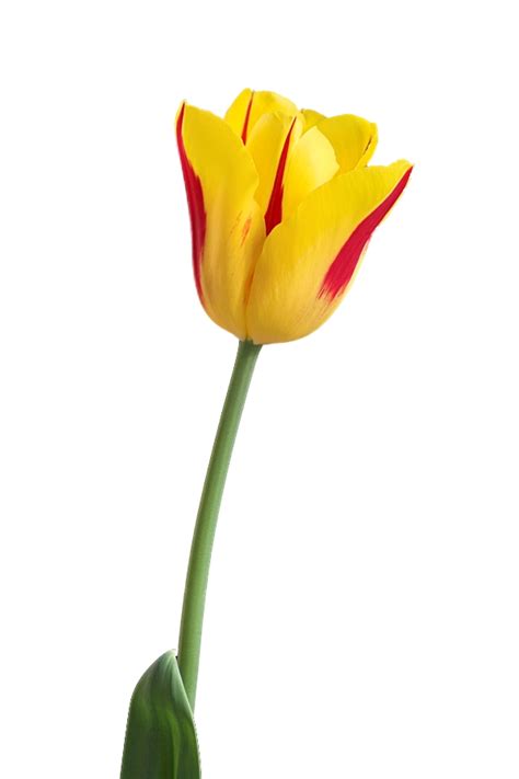 Yellow Tulip Png Image Transparent Image Download Size 600x900px