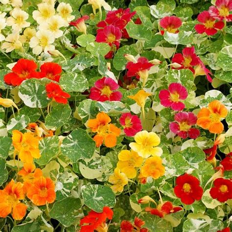 How much sun do nasturtium need? Nasturtium Seeds - Alaska Mix | Flower Seeds in Packets ...