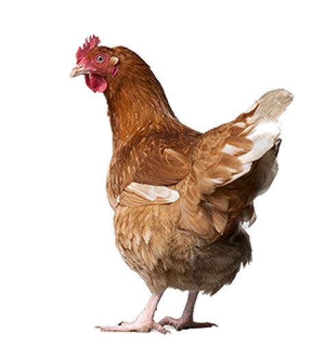 Chicken Png Icon Png Images Download Chicken Png Icon Pictures