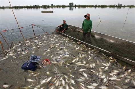 Start Fish Farming And Get Government Support Of Upto Rs 3 Lakhs