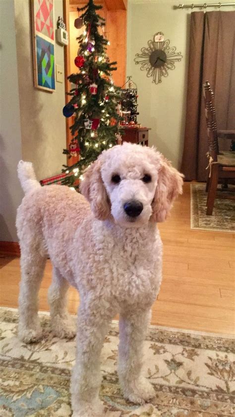 Discover the best free photos from poodles 2doodles. Poodle Doodle Keto / Low Carb Poodle Doodles (THM-S, Sugar ...