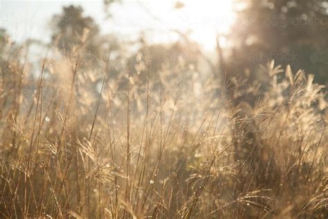 Image Of Morning Sunlight Shining On Grass By The Roadside Austockphoto