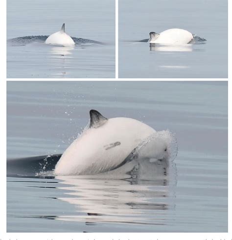 Figure 1 From Rare Sighting Of An Anomalously White Harbour Porpoise