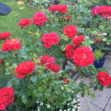 In the beginning of september, the sun came. Rosa 'Love Never Dies', Patio Rose 'Love Never Dies' in ...