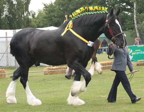 All Sizes Shire And Clydesdale Class Flickr Photo Sharing