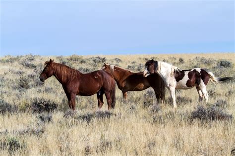 Free Images Meadow Prairie Adventure Wildlife Herd Pasture
