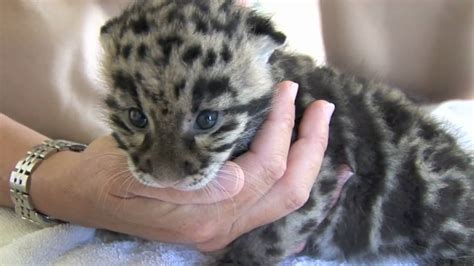 Newborn Clouded Leopard Cubs 1 Month Old Youtube