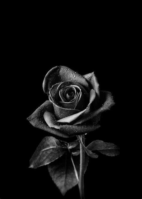 A Black And White Photo Of A Rose With Water Droplets On Its Petals