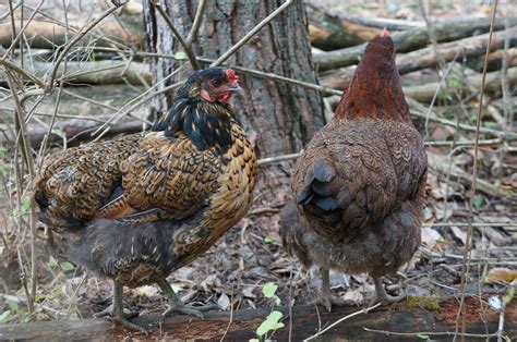 The Backyard Farming Connection 5 Things To Do For An Ugly Chicken