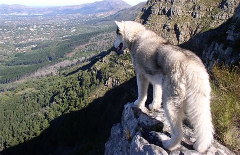 Montagne Loup Hd Papier Peint De Bureau écran Large Haute Définition