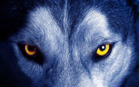 Nature Animals Yellow Eyes Wolf Closeup Fur Face Wallpapers Hd