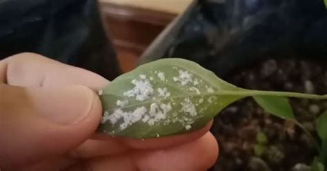 Heres How To Get Rid Of The Mealybug That Destroys Your Plants They