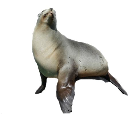 Seal Animal PNG Transparent Seal Animal.PNG Images. | PlusPNG png image