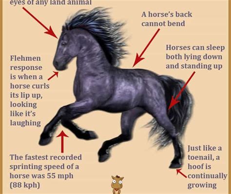 Amazing Horse Facts Infographic The Farrier Guide
