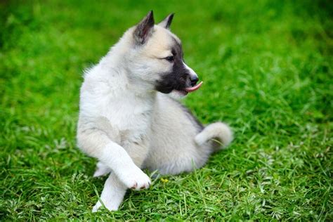 Premium Photo A Beautiful Siberian Laika Puppy Is Sitting On Grass