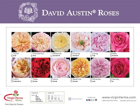 Different Colors Of David Austin Roses David Austin Roses Rose