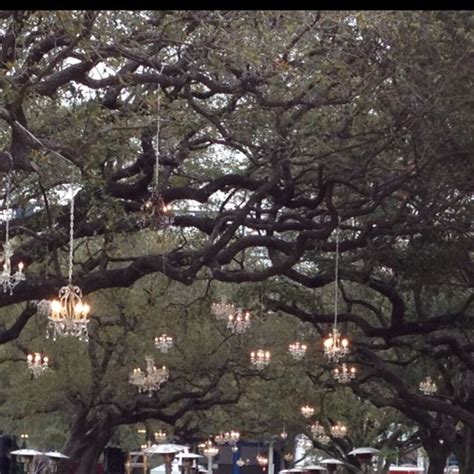 Chandeliers Hanging In Oak Trees In Houston Texas Oak Tree Live Tree