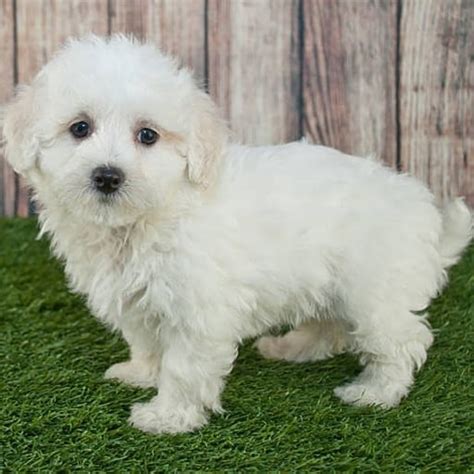 14 Small White Curly Haired Dog Breeds With Pictures