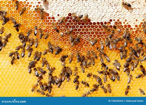 Bienen Auf Bienenwabe Stockfoto Bild Von Gesundheit 150240454