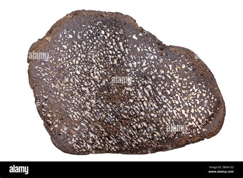 Dinosaur Bone Cross Section Fossilized Stock Photo Alamy