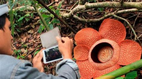 Sekarang Ke Kebun Raya Bisa Lihat Bunga Rafflesia Arnoldi Trax
