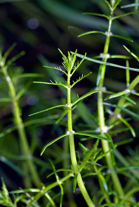 Myriophyllum Propinquum New Zealand Plant Conservation Network
