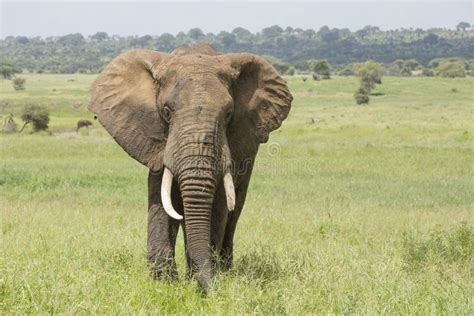 Bull African Elephant Loxodonta Africana In Tanzania Stock Photo