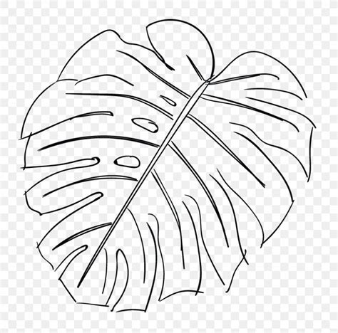 Swiss Cheese Plant Leaf Drawing Sketch Png 830x821px Watercolor
