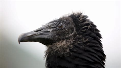 Последние твиты от tva nouvelles (@tvanouvelles). Un vautour «espion» israélien capturé | Animals, Bird