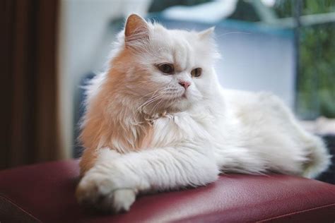 There was a time during the second world war when the norwegian forest cat almost became instinct. 22 Most Expensive Cat Breeds In The World | LifeDaily