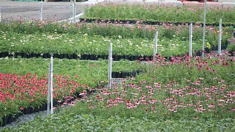 However, greenhouse tomatoes have few other pests that bother the crop and therefore could be easily maintained. Effective Integrated Pest Management for Your Plants in 3 ...
