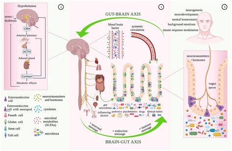 Gutbrain Axis And The Microbiome Physiology Encyclopedia Mdpi