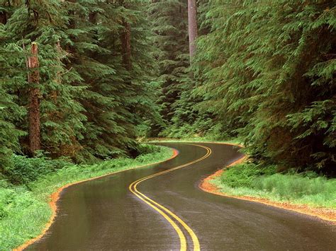 Winding Road High Quality Cloud Forest Road Hd Wallpaper Pxfuel