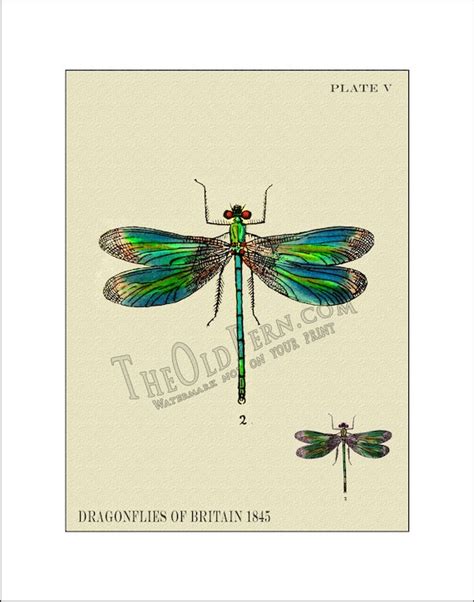 Dragonfly Print 1 07 Dragonflies Antique Vintage By Theoldfern