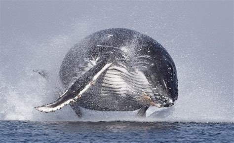 No oceanário discovery sphere de fraser coast você pode aprender tudo sobre o mundo incrível da. Baleia voa para fora d'água e fica com o corpo todo no ar ...