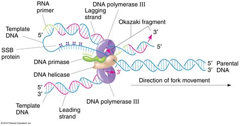 What Is The Template Strand Of Dna