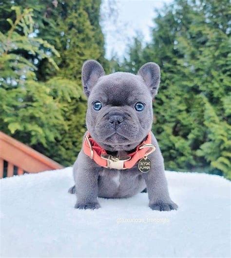 French Bulldog Puppy In 2024 Cute Animals Puppies Cute Animal Photos