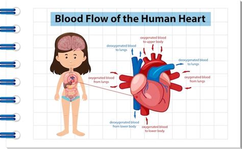 Diagrama De Flujo Sanguíneo Del Corazón Humano Vector Premium