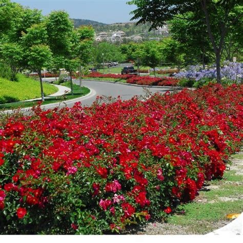 Flower Carpet Red Landscape Rose Grown By Overdevest