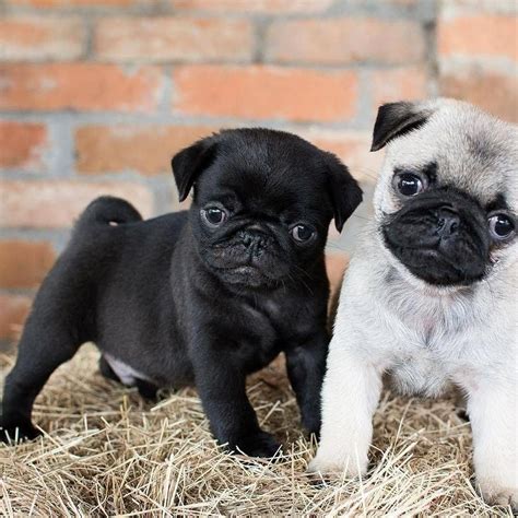 Figure Out Even More Details On Pug Dogs Look Into Our Website In
